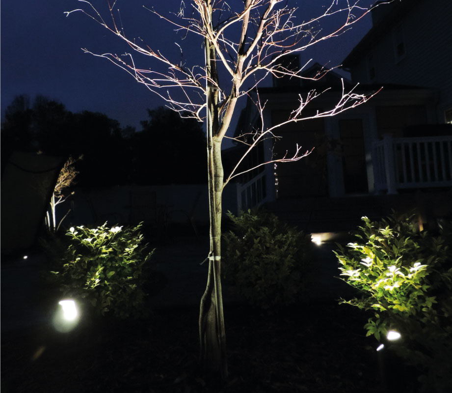 Tree illuminated with low-voltage uplighting in a professionally designed nighttime landscape