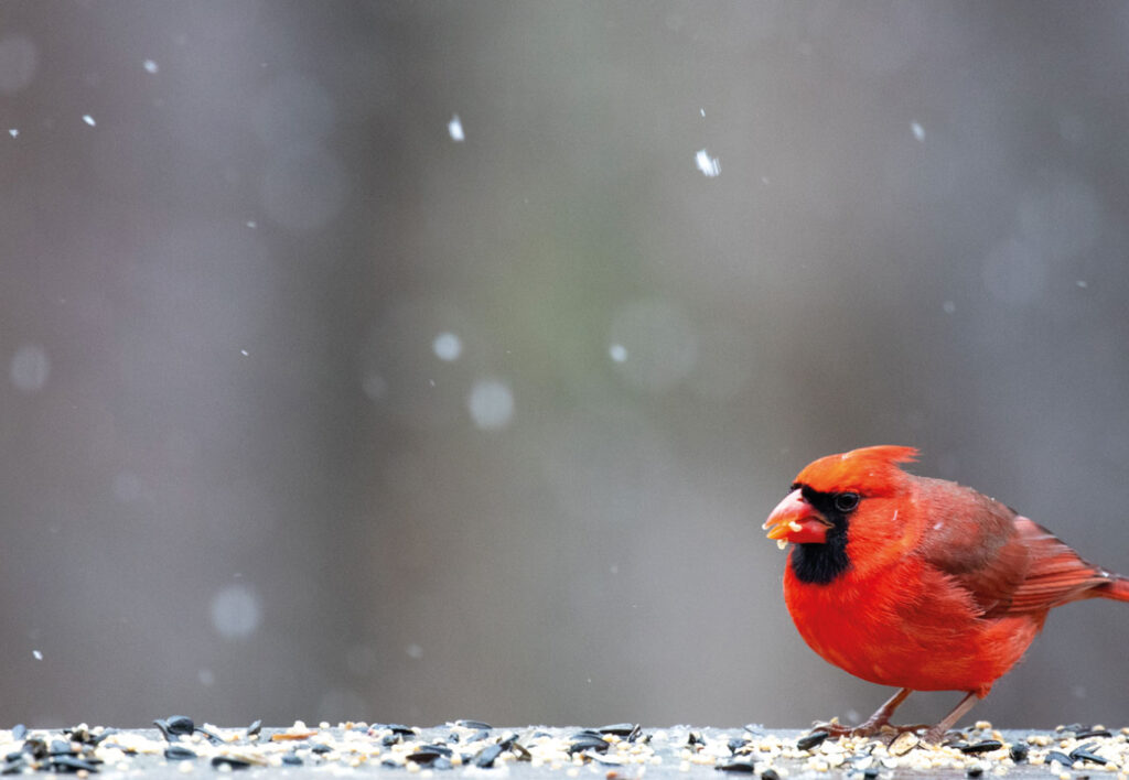 Male northern cardinal eating birdseed during light snowfall
