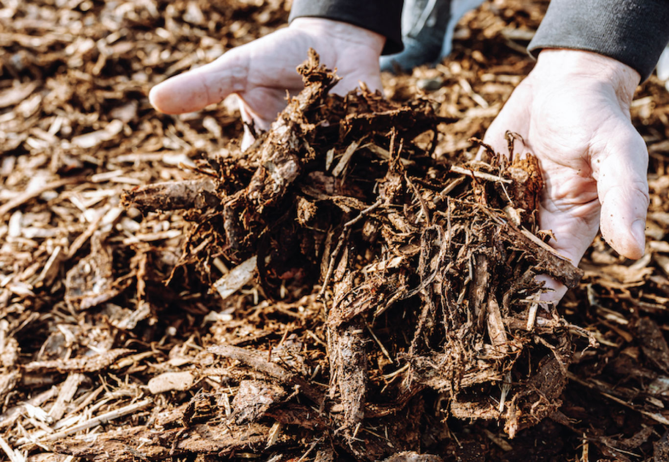 Hands holding shredded hardwood mulch during landscape installation