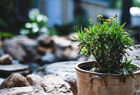 Flowering plant in container beside decorative river rocks