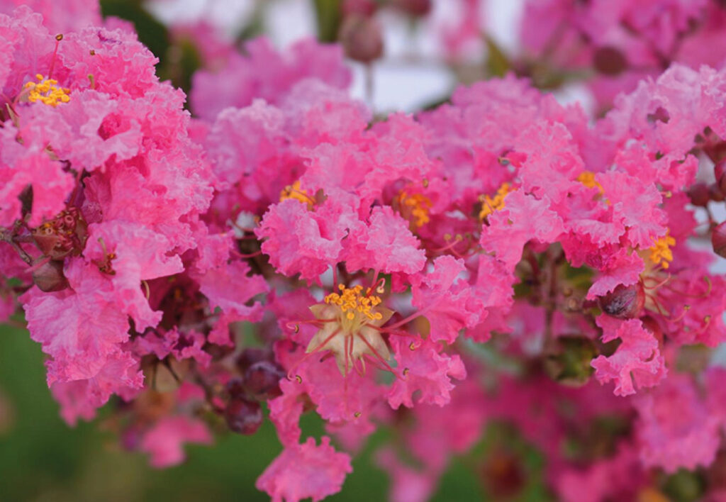 Close-up of bright pink crepe myrtle flowers in full bloom