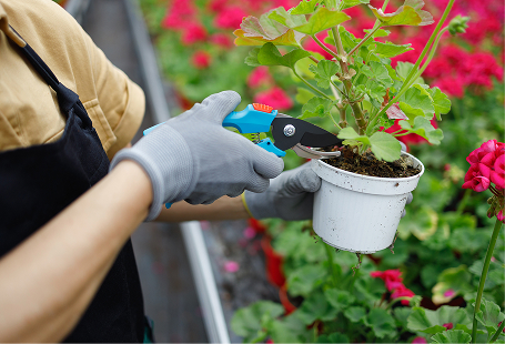 Plant health services in Hampton Roads, VA