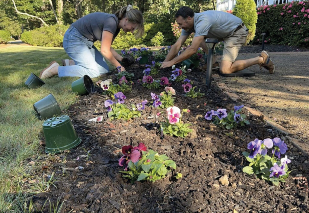 Two people planting pansies in a flower bed on a sunny day