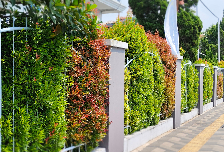 Privacy planting in Hampton Roads, VA