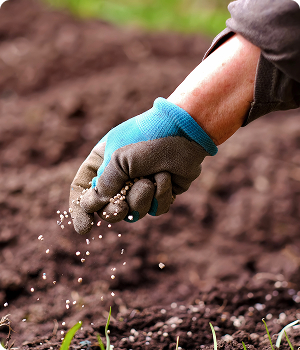 Root Care Services in Hampton Roads, VA