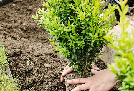 Landscape Plantings in Hampton Roads, VA