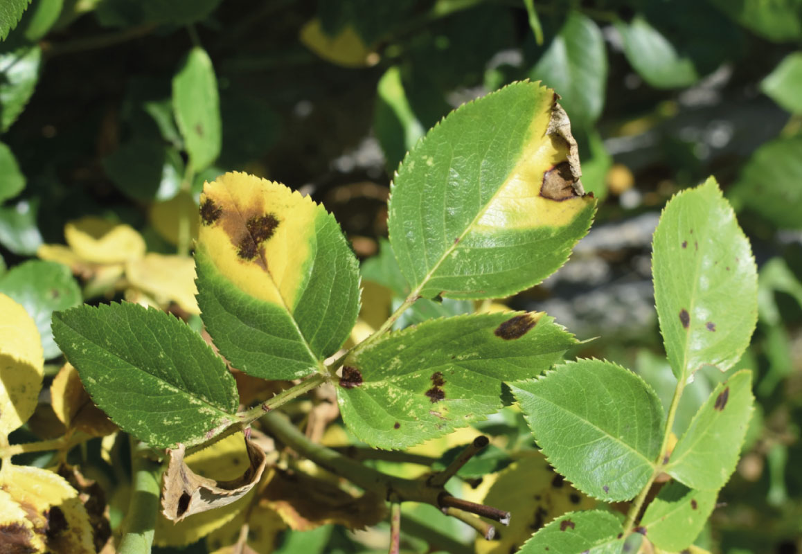 Rose leaves showing signs of black spot disease and yellowing