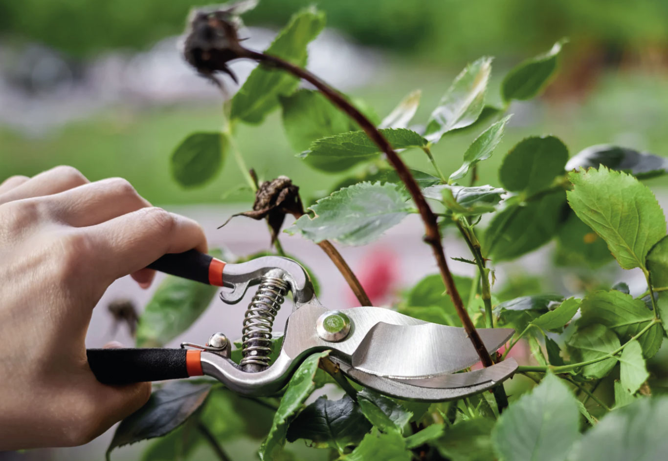 Pruning dead rose blooms with garden shears for healthier regrowth