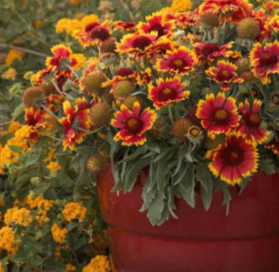 arizona-sun-blanket-flower