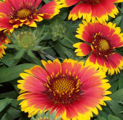 arizona-sun-blanket-flower