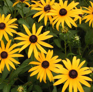 goldstrum yellow Black eyed Susan