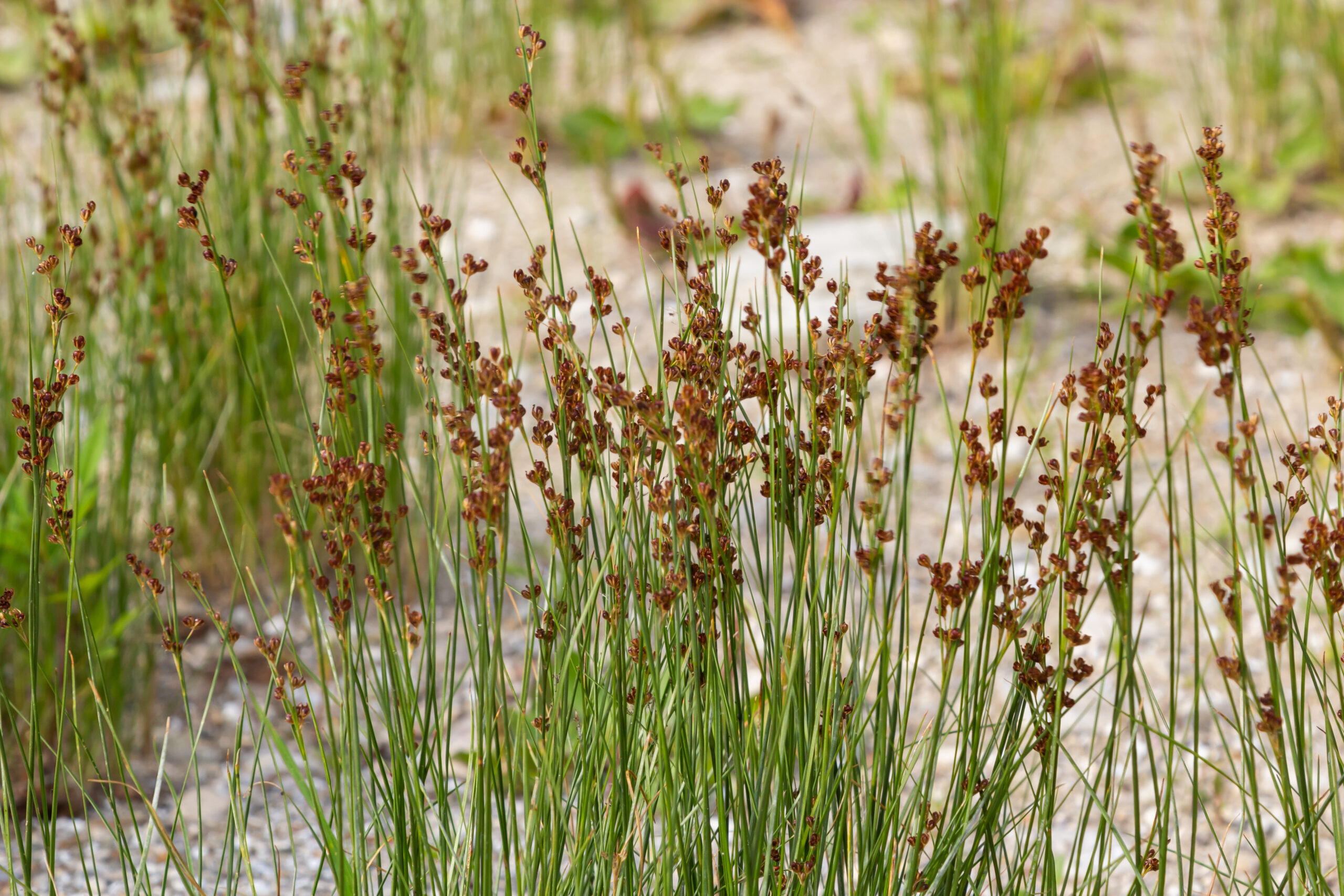 Common Rush