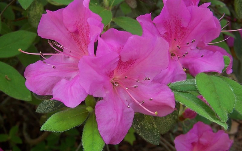 Autumn Amethyst Encore Azalea