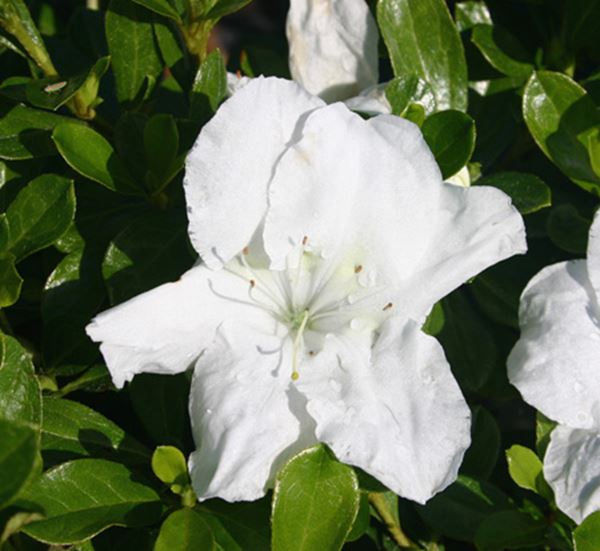 Autumn Angel Encore Azalea