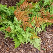 Autumn Brilliance Fern