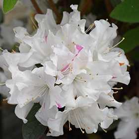 Autumn Lily Encore Azalea