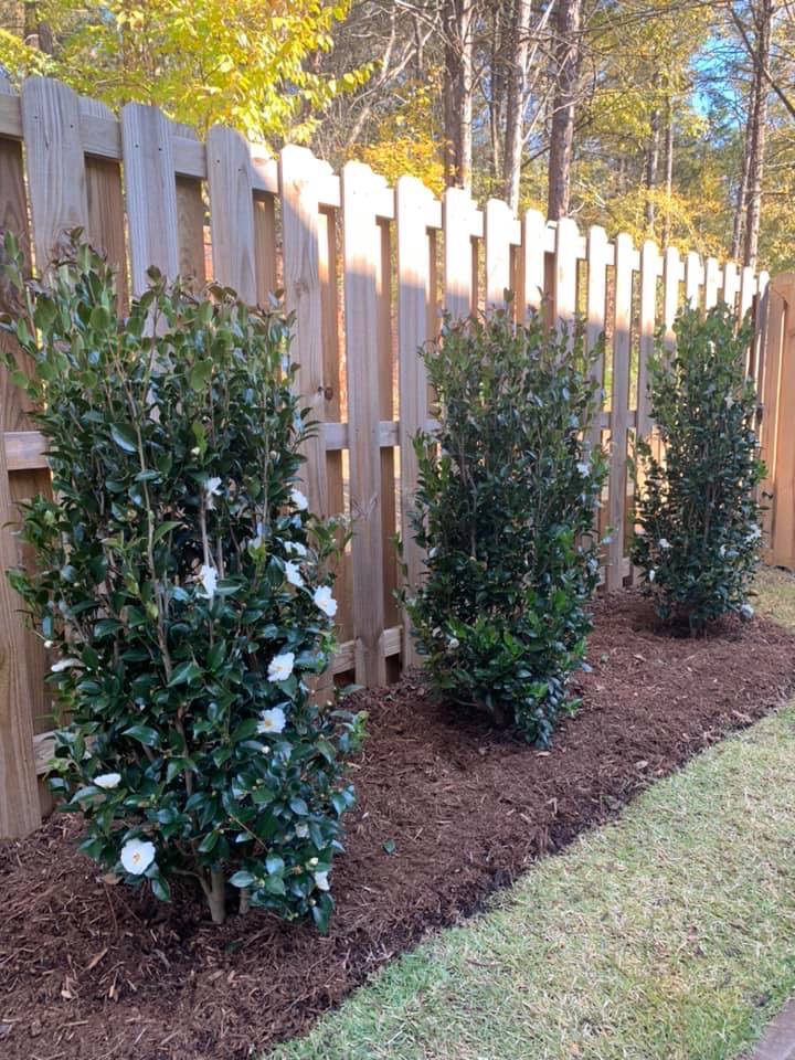 Autumn Rocket Camellia