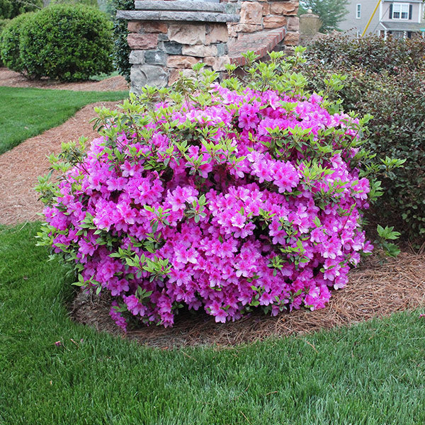 Autumn Royalty Encore Azalea