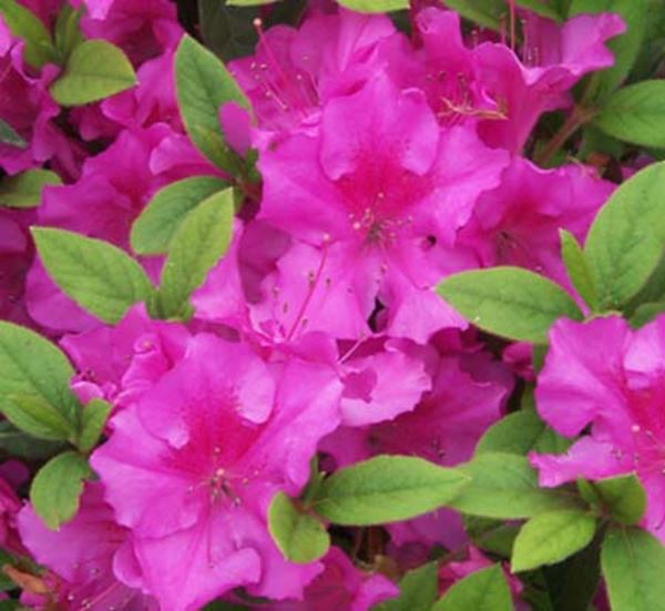 Autumn Royalty Encore Azalea