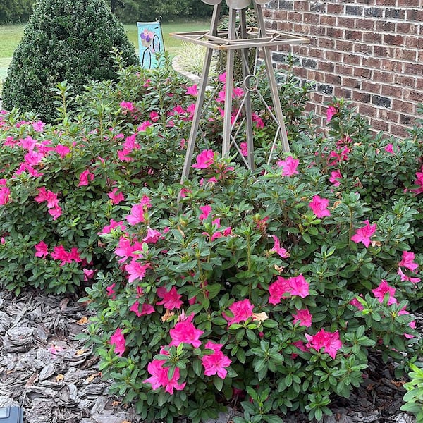 Autumn Sangria Encore Azalea