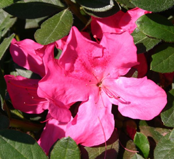 Autumn Sangria Encore Azalea