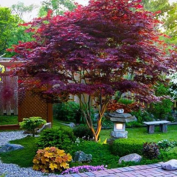 Bloodgood Japanese Maple