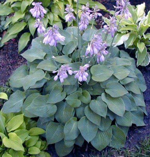 Blue Cadet Hosta