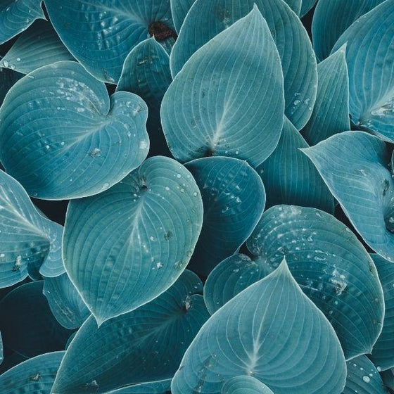 Blue Cadet Hosta