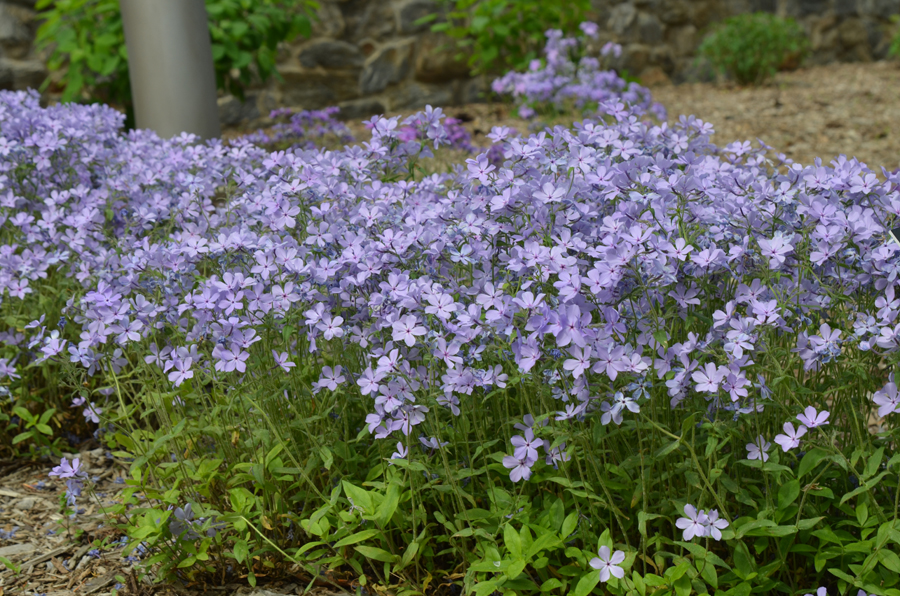 Blue Moon Woodland Phlox