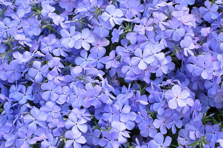 Blue Moon Woodland Phlox