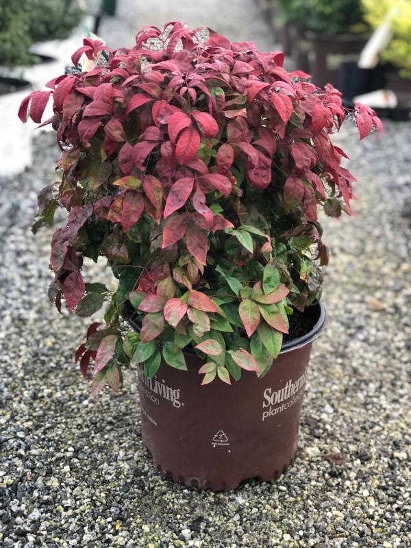 Blush Pink Nandina