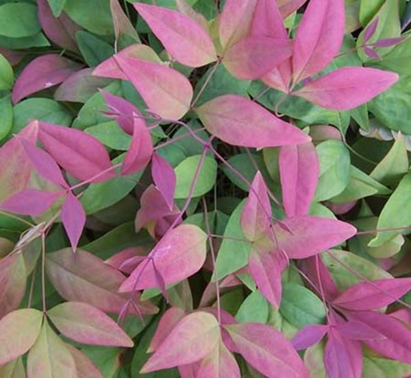 Blush Pink Nandina