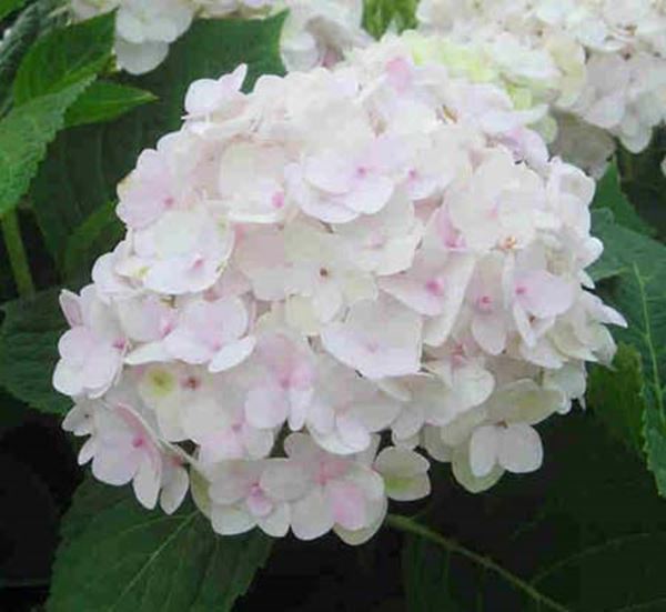 Blushing Bride Hydrangea