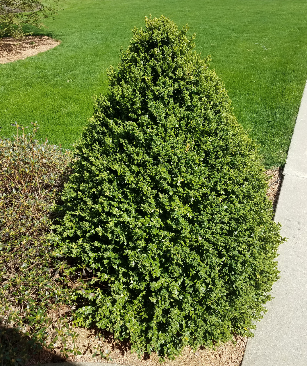 Boxwood Green Mountain