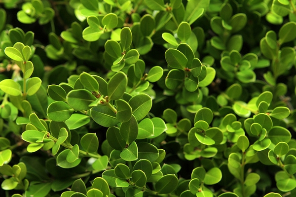 Boxwood Green Mountain