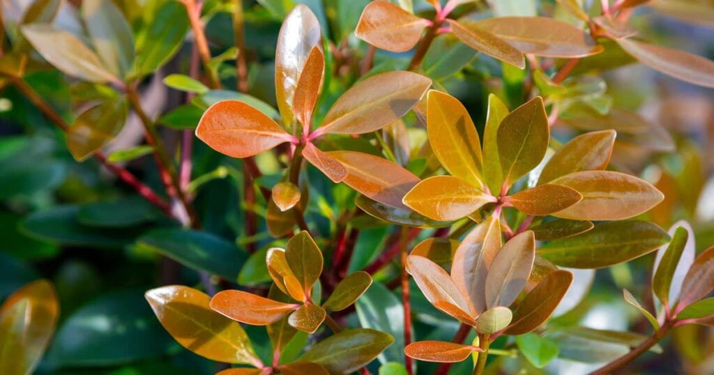 Bronze Beauty Cleyera