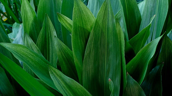 Cast Iron Plant