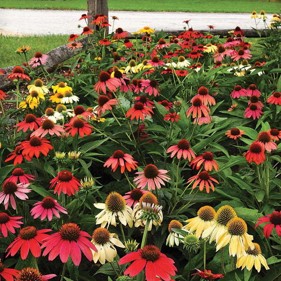 Cheyenne Spirit Coneflowers