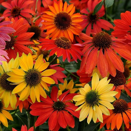 Cheyenne Spirit Coneflowers