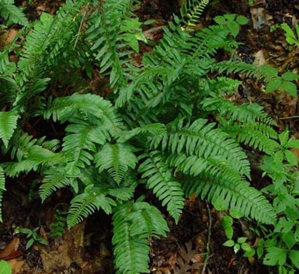Christmas Fern