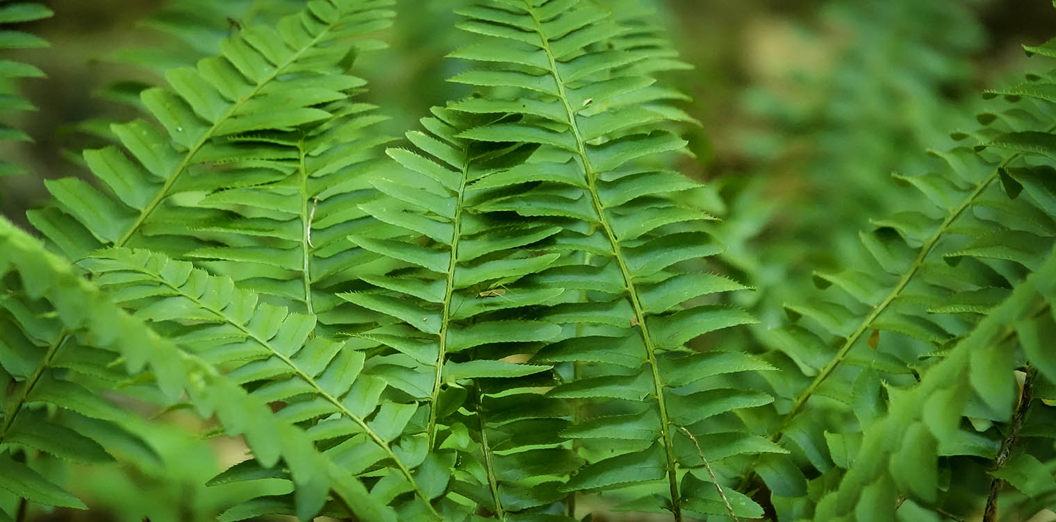 Christmas Fern