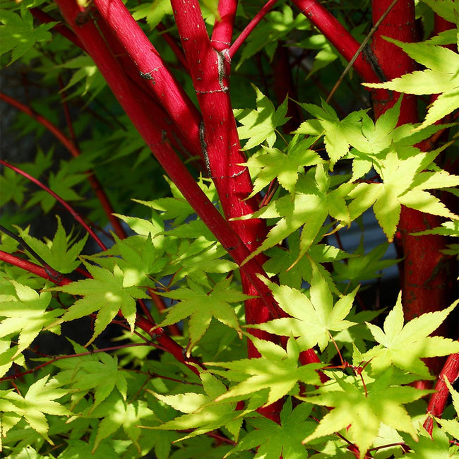 Coral Bark Japanese Maple