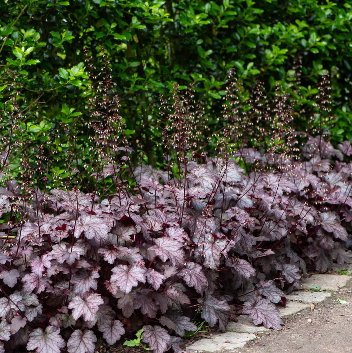 Coral Bells Amethyst Myst