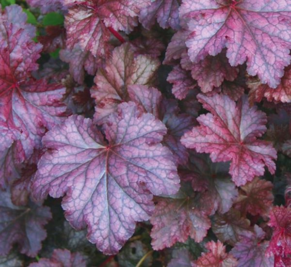 Coral Bells Amethyst Myst