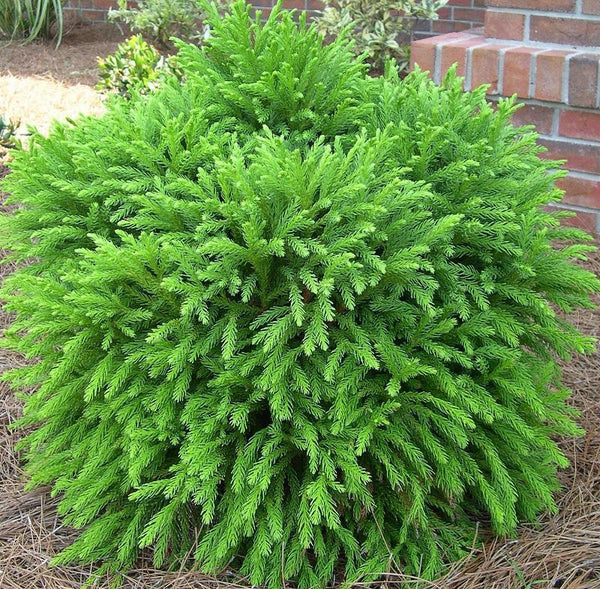 Cryptomeria Globosa Nana
