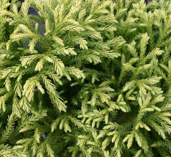 Cryptomeria Globosa Nana