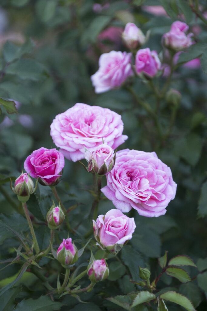 Drift Rose Sweet Pink
