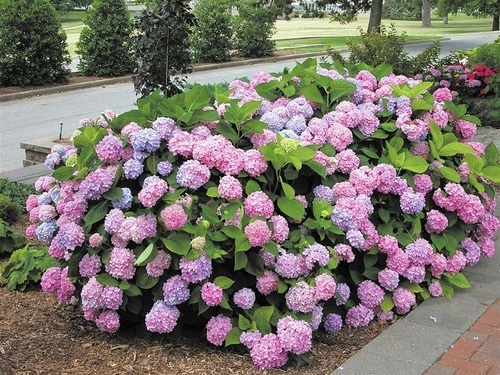 Endless Summer Hydrangea