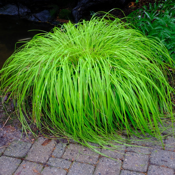 Everillo Carex