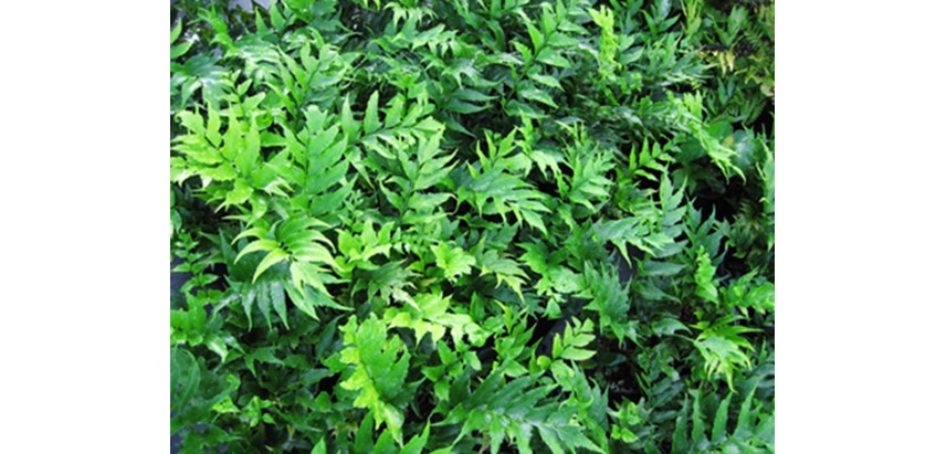 Fortune Holly Fern